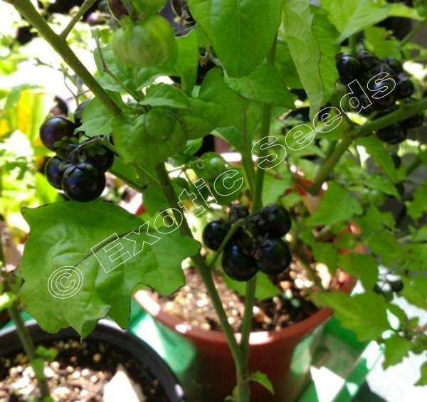 Solanum guineense, 20-1.000 Samen